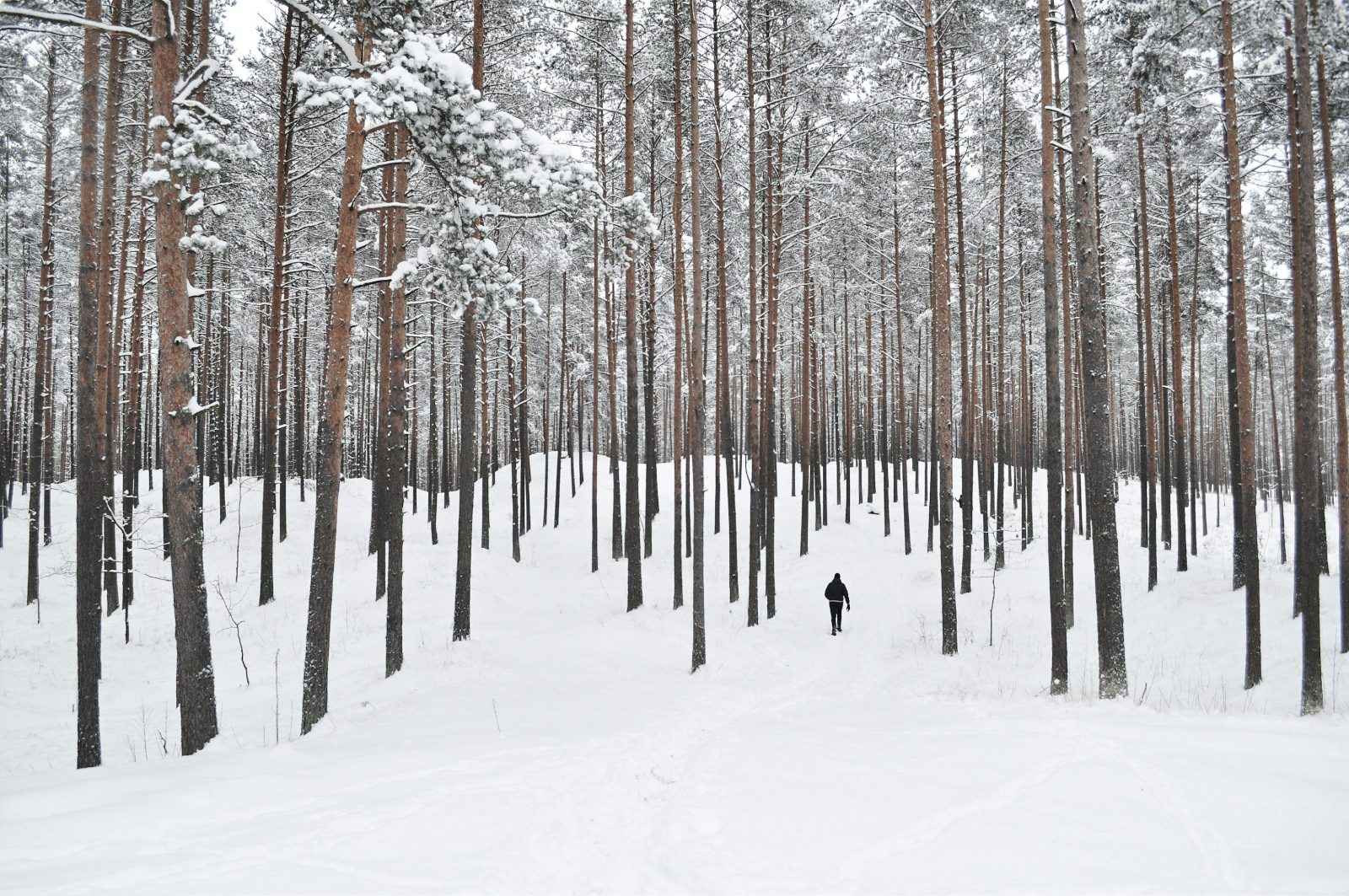 Una figura solitaria cruza un bosque nevado