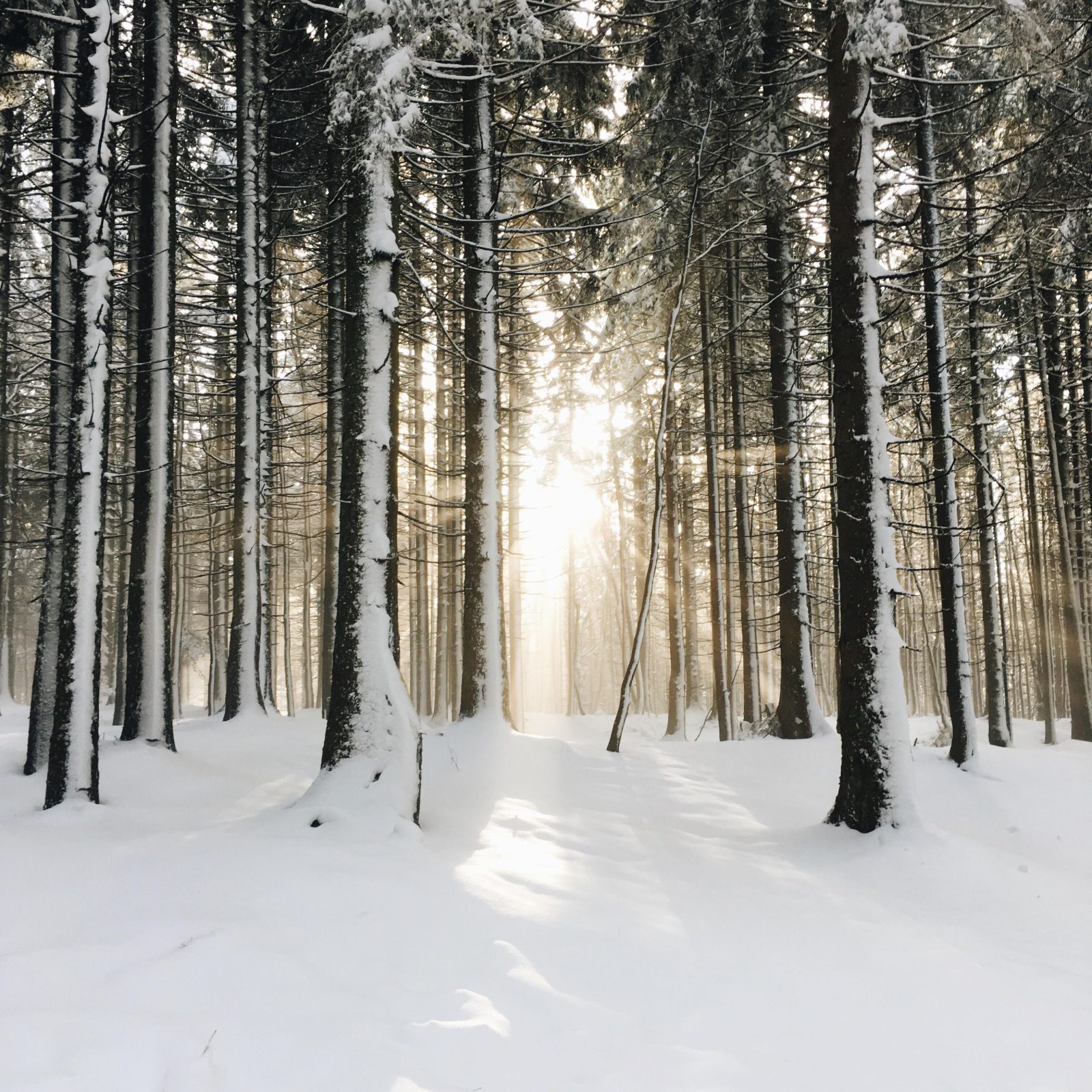 La luz cálida del atardecer atraviesa un bosque nevado, entre vapor y nieve
