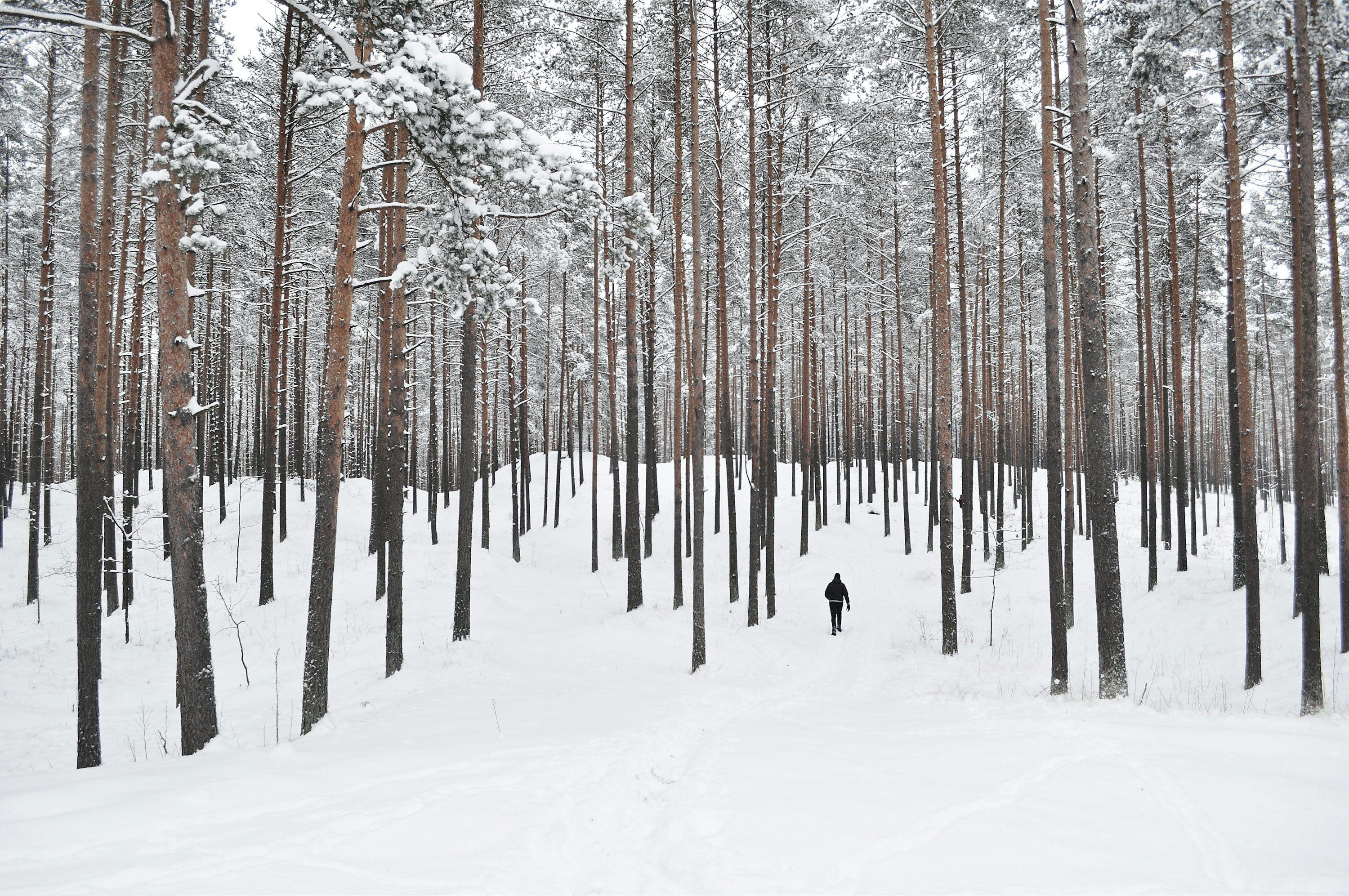 Una figura solitaria camina entre altos pinos nevados