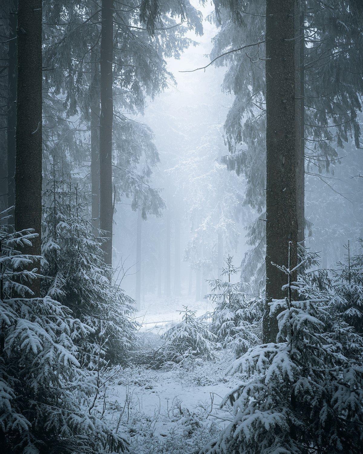 Bosque costero de coníferas cargadas de nieve entre la niebla